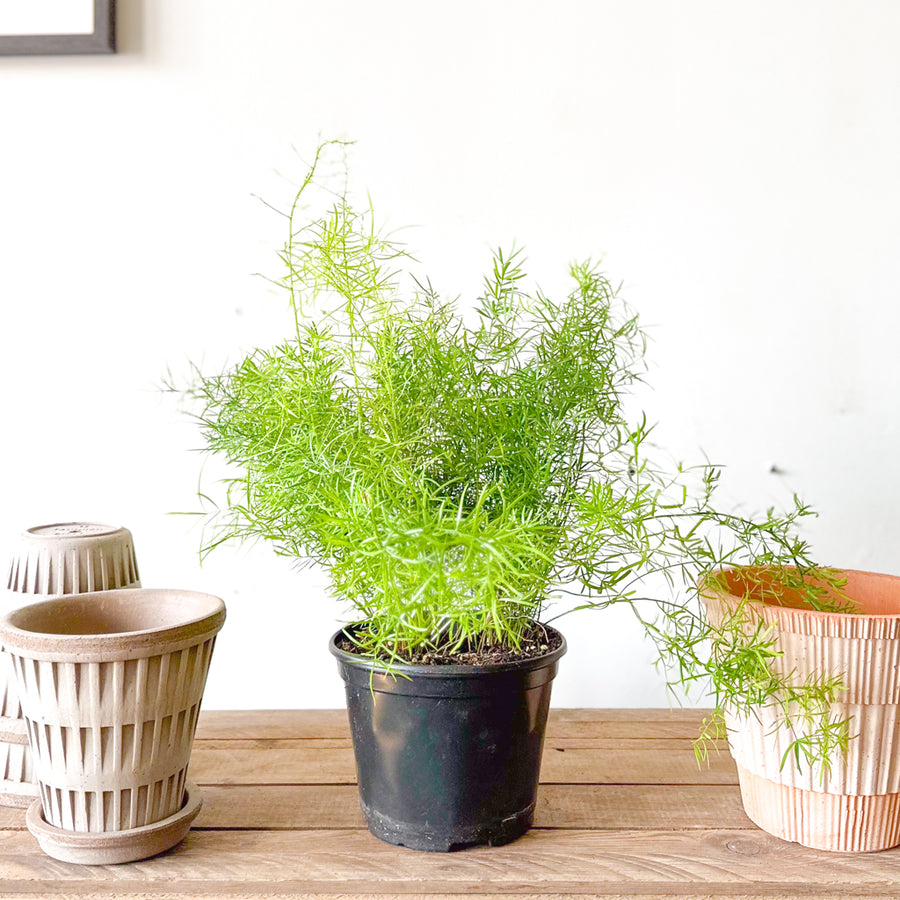 Sprengeri Asparagus Fern