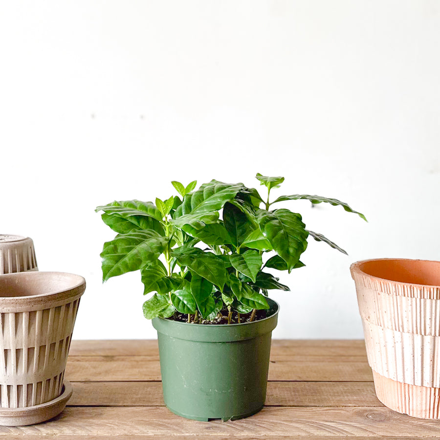 Coffee Arabica Plant