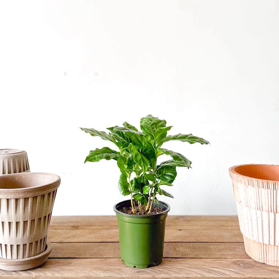 Coffee Arabica Plant