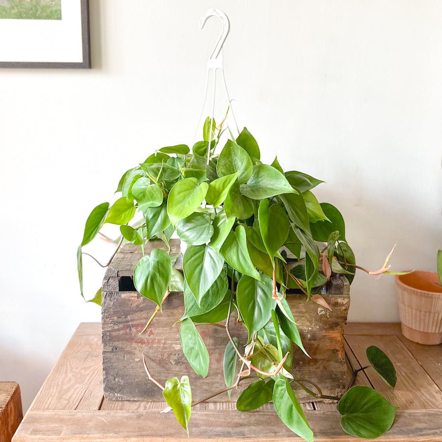 Heartleaf Philodendron