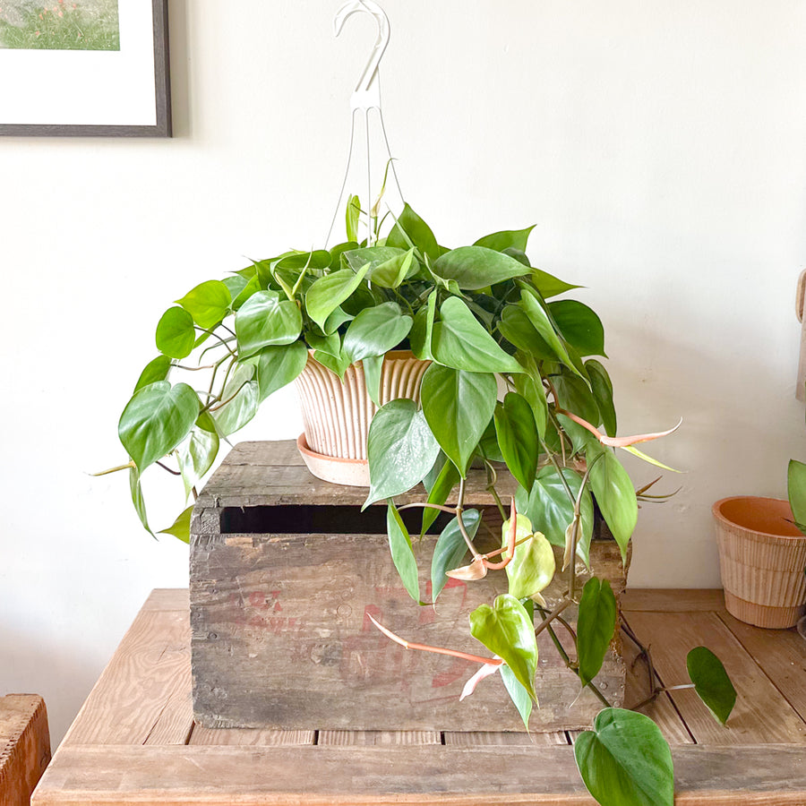 Heartleaf Philodendron
