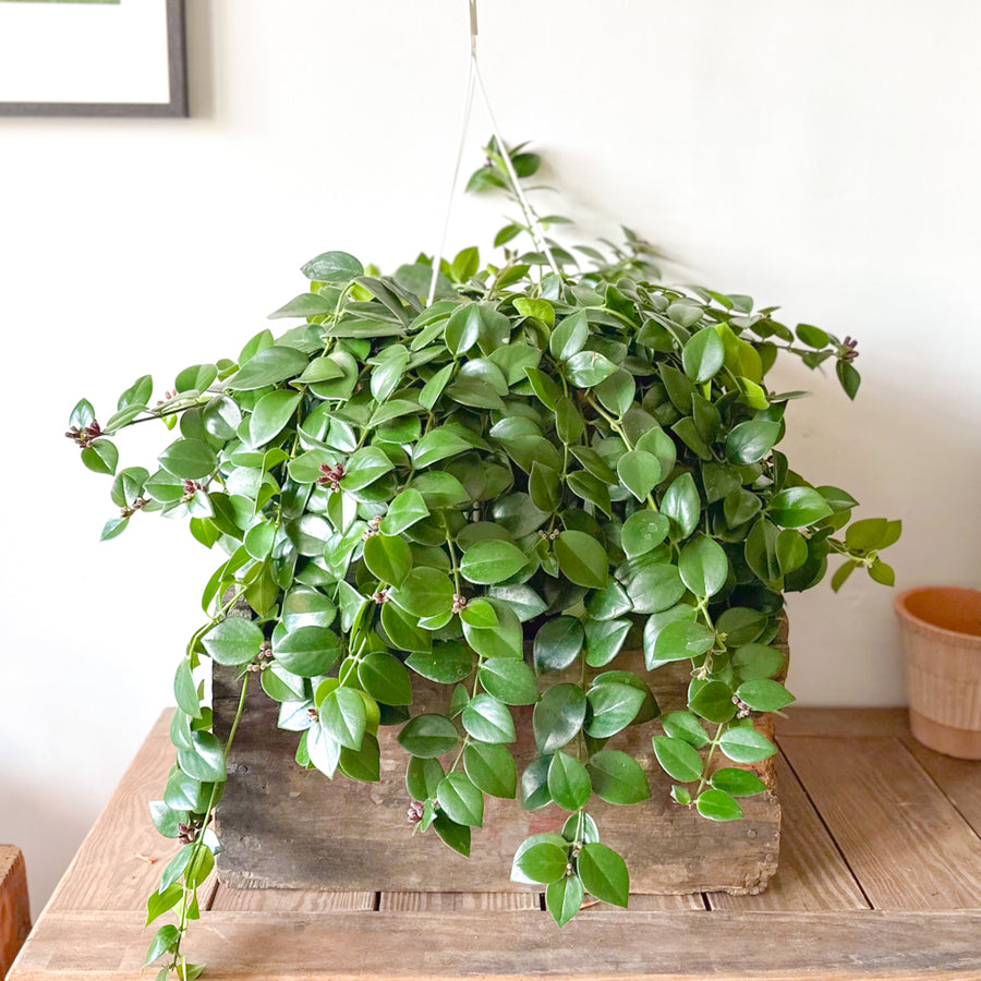 Lipstick Plant Mona Lisa