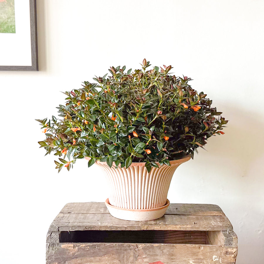 Goldfish Plant Black Gold