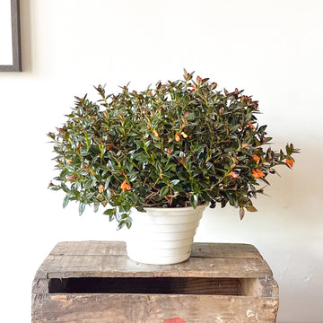 Goldfish Plant Black Gold