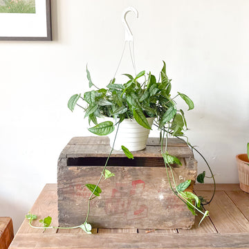 Monstera Siltepecana