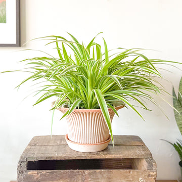 Spider Plant Reverse Variegation