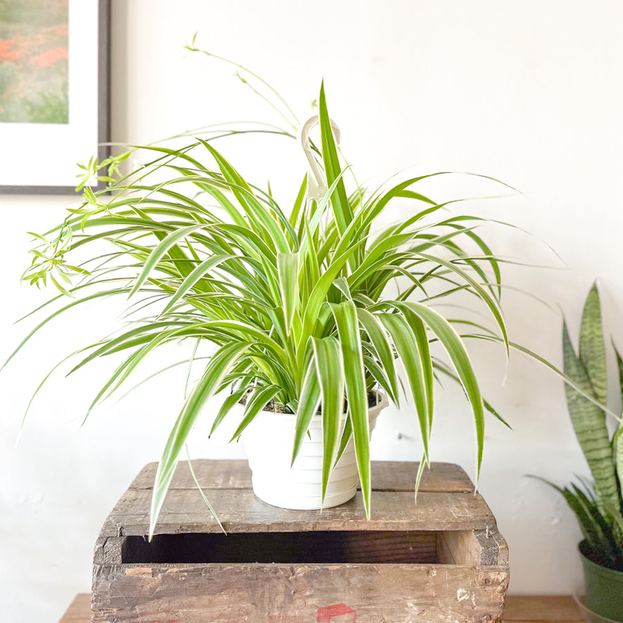 Spider Plant Reverse Variegation