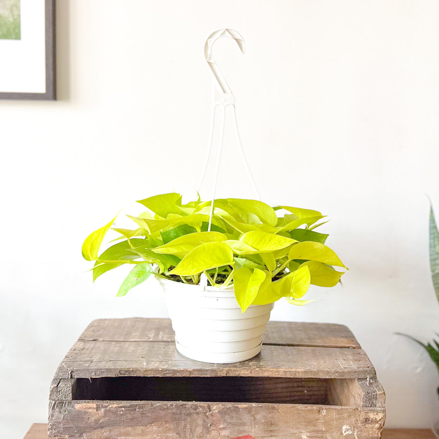 Pothos Neon