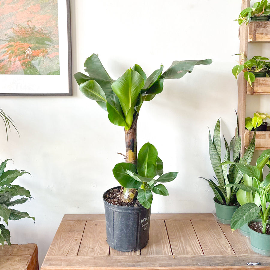 Banana Musa Dwarf Cavendish