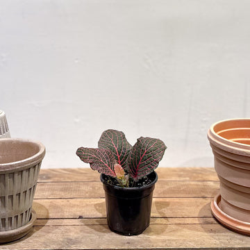 Fittonia (Nerve Plant)