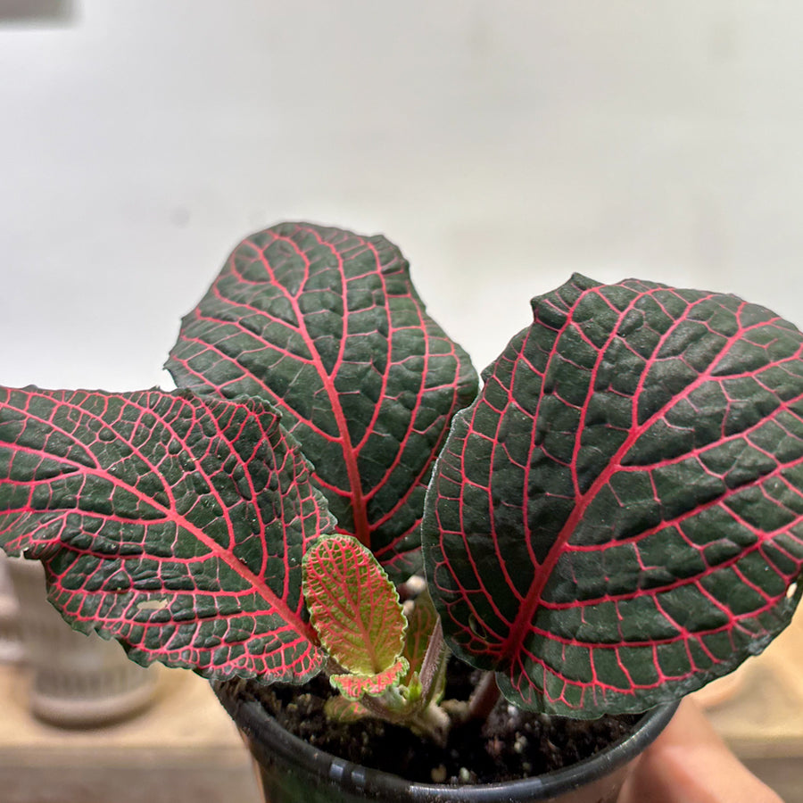 Fittonia (Nerve Plant)