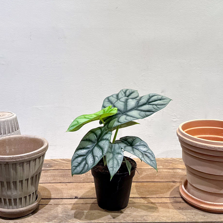 Alocasia Silver Dragon