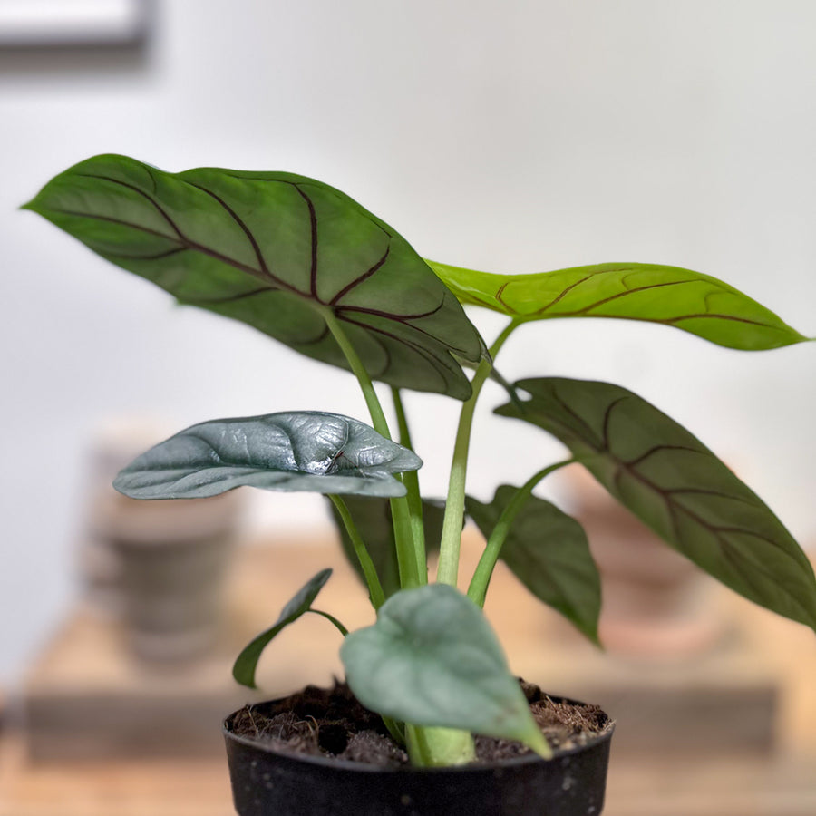 Alocasia Silver Dragon