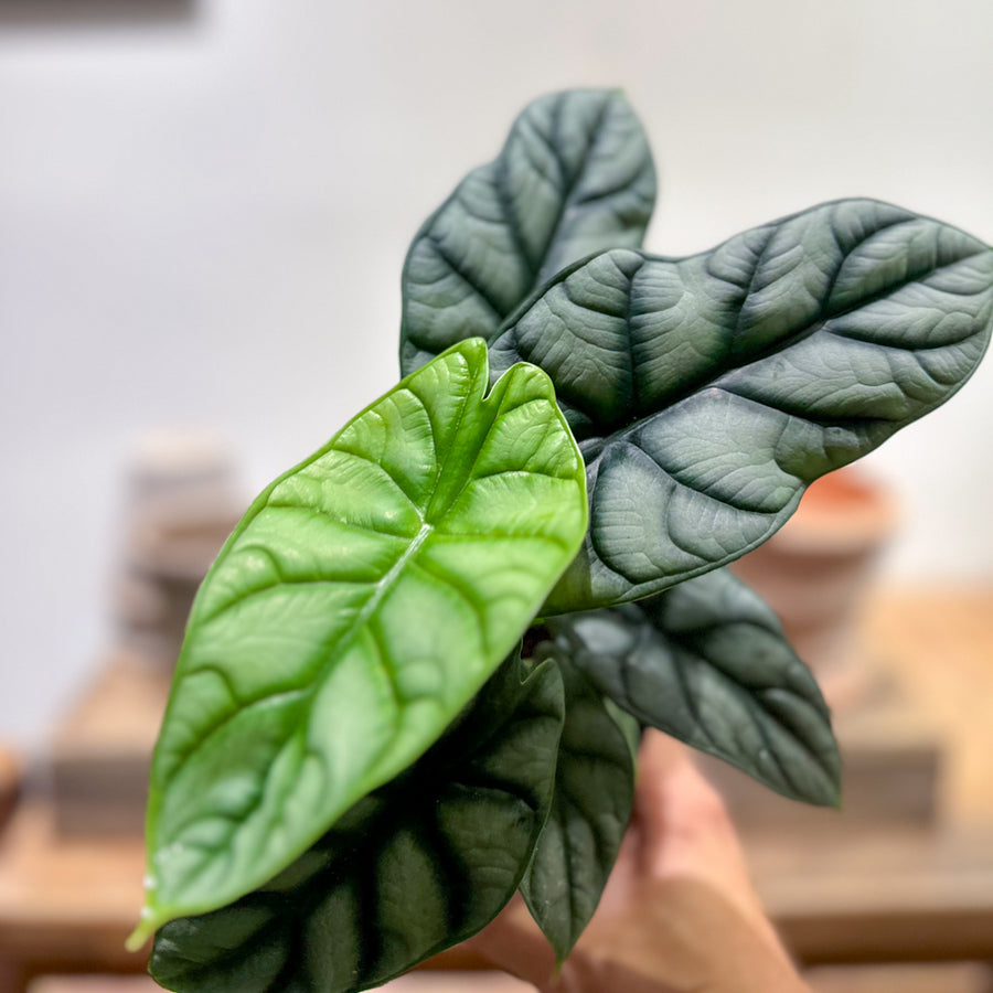 Alocasia Silver Dragon