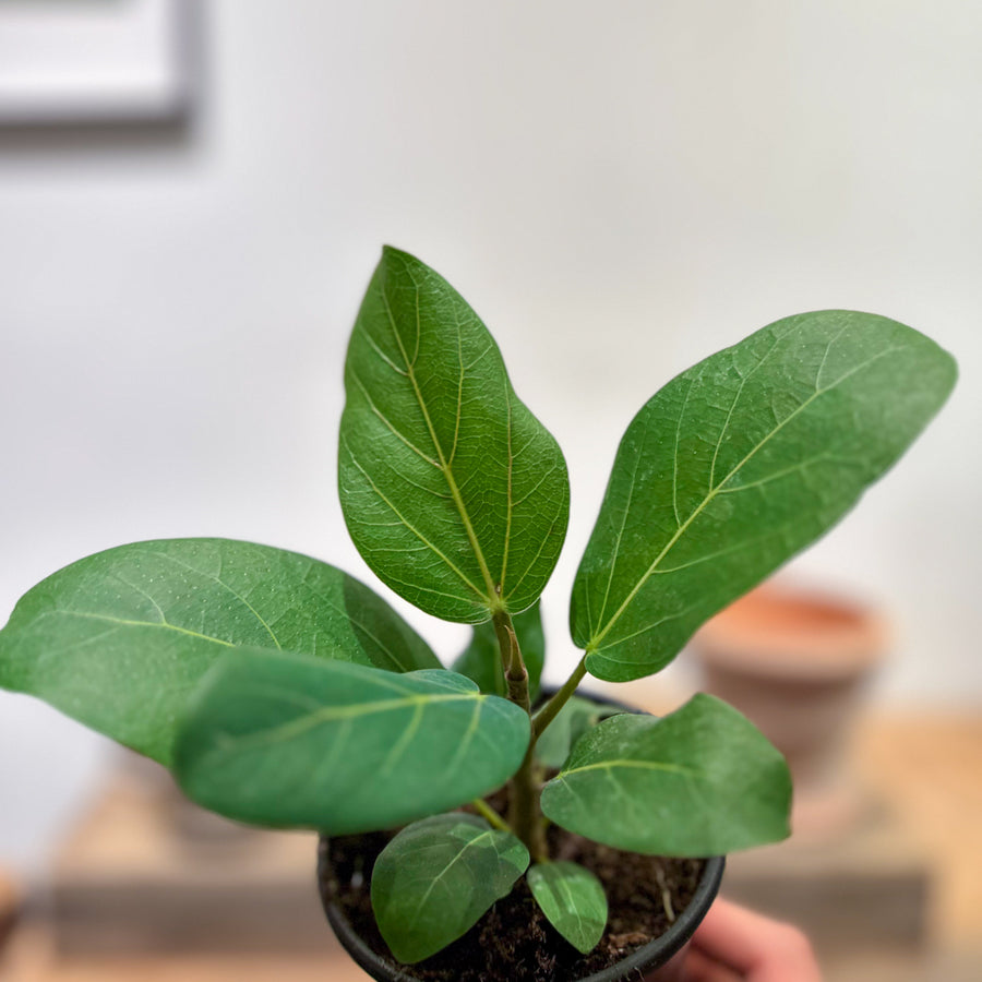 Ficus Audrey Bush