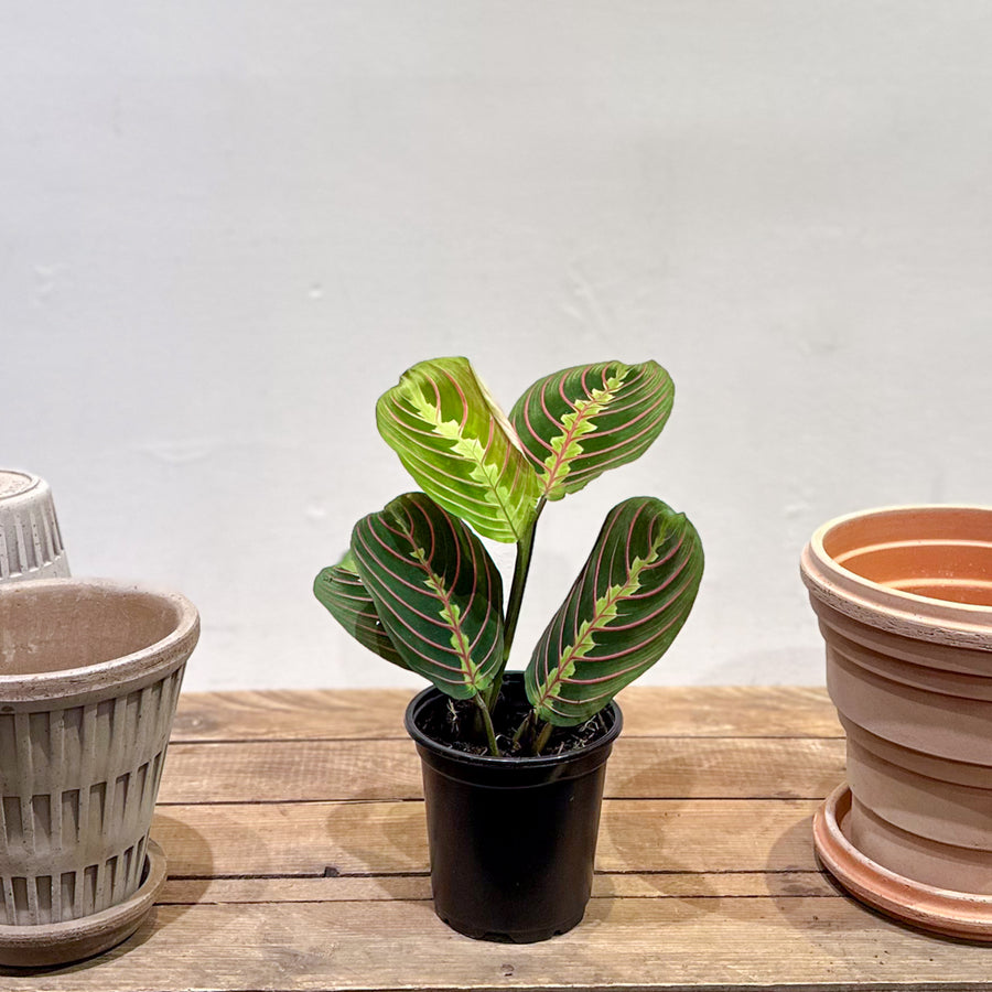 Maranta Prayer Plant