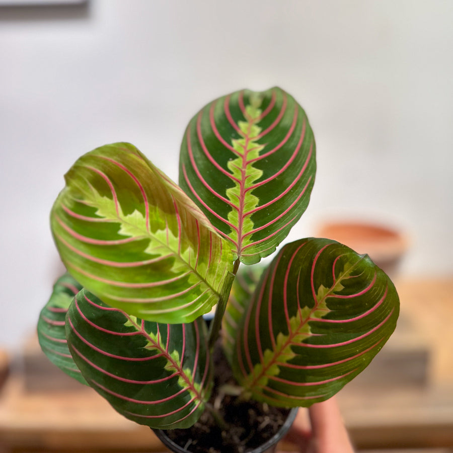 Maranta Prayer Plant