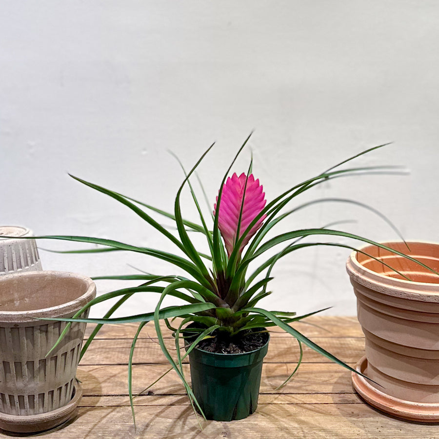 Tillandsia Cyanea (Pink Quill)