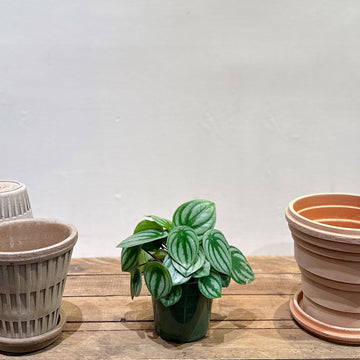 Peperomia Watermelon