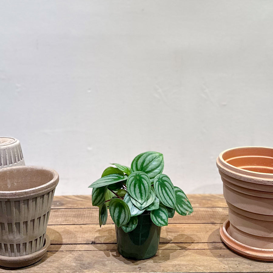 Peperomia Watermelon