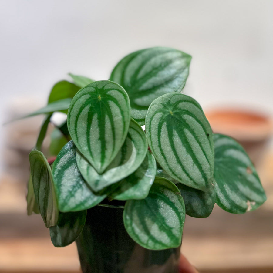 Peperomia Watermelon