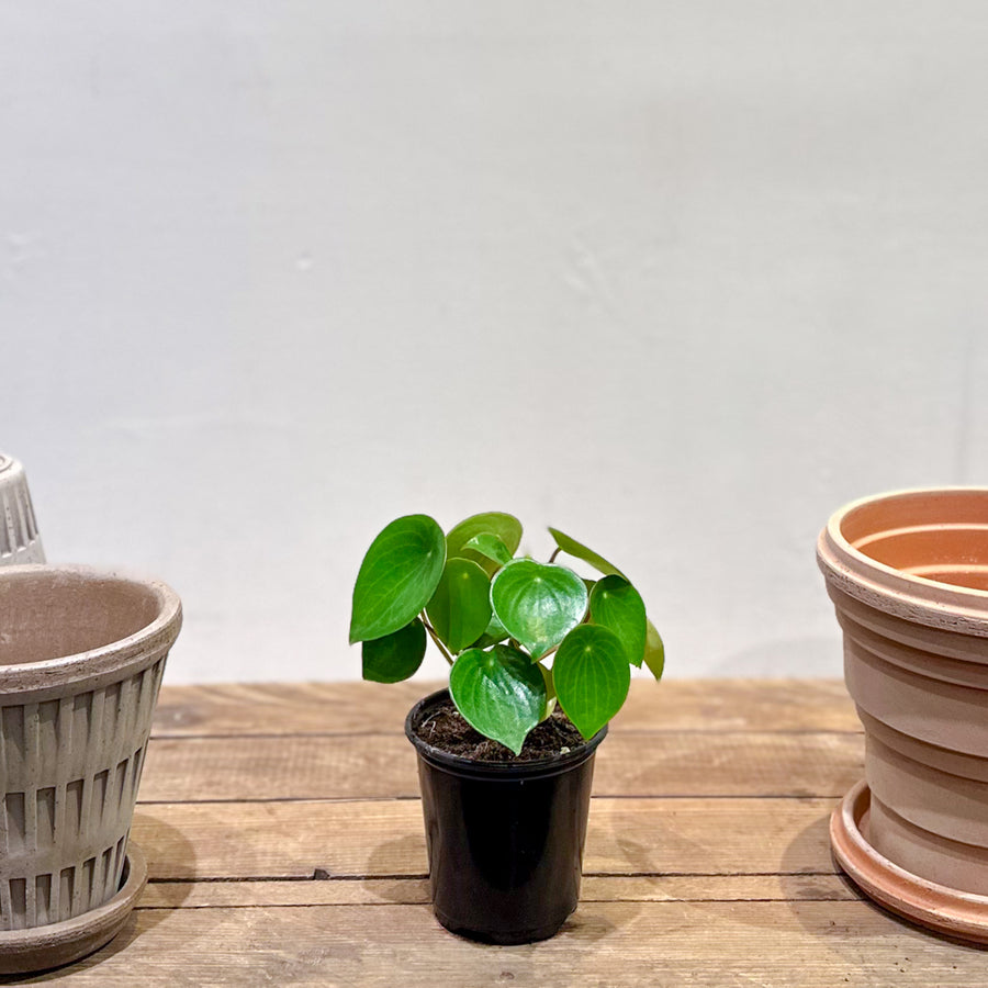 Peperomia Raindrop