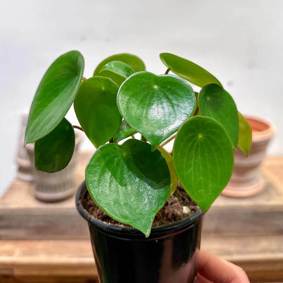 Peperomia Raindrop
