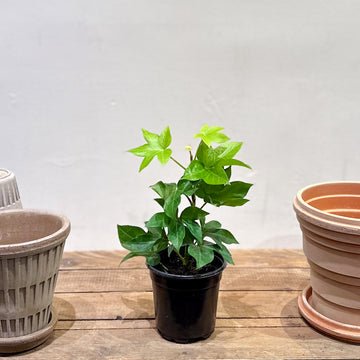 Bush Ivy (Fatshedera)