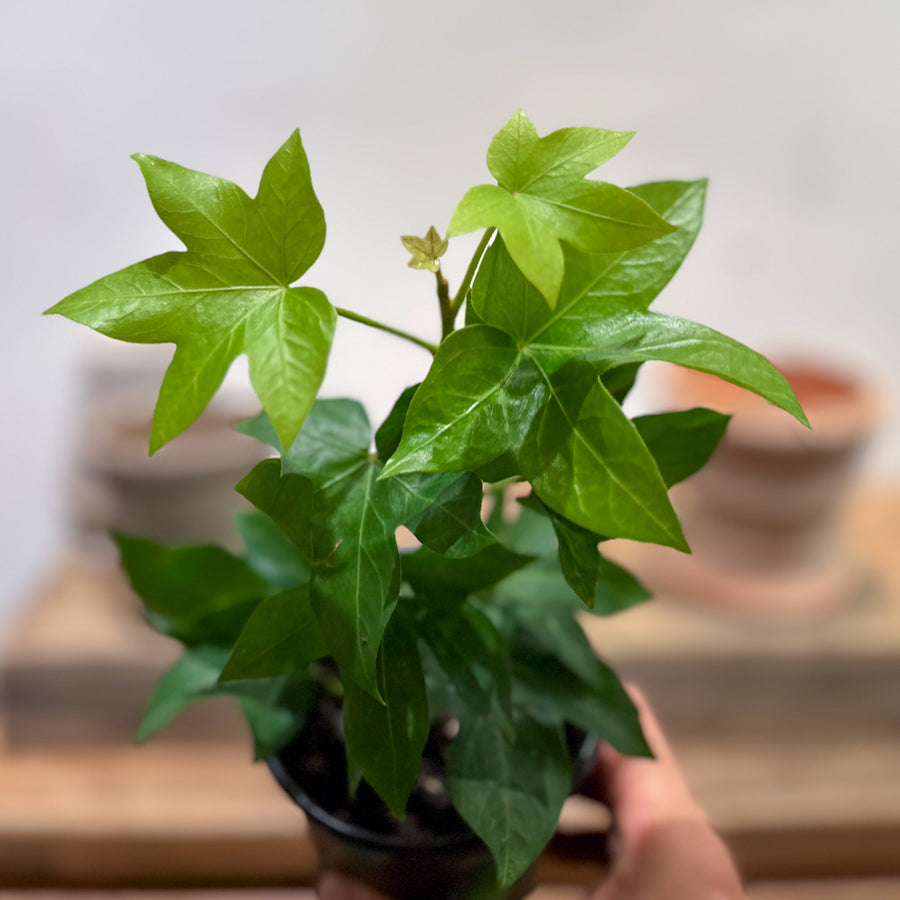 Bush Ivy (Fatshedera)