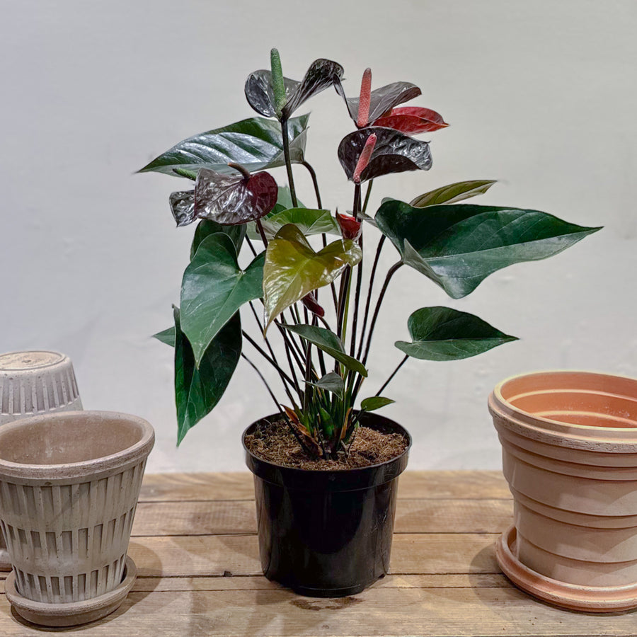 Anthurium Black