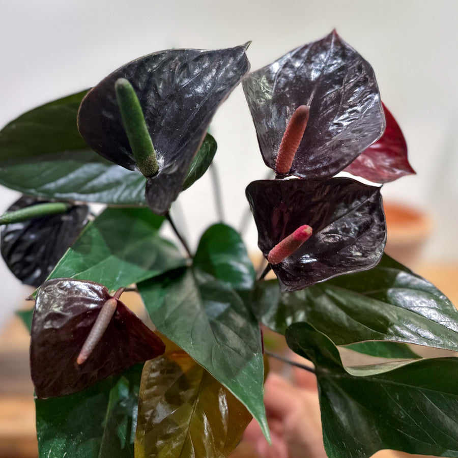 Anthurium Black