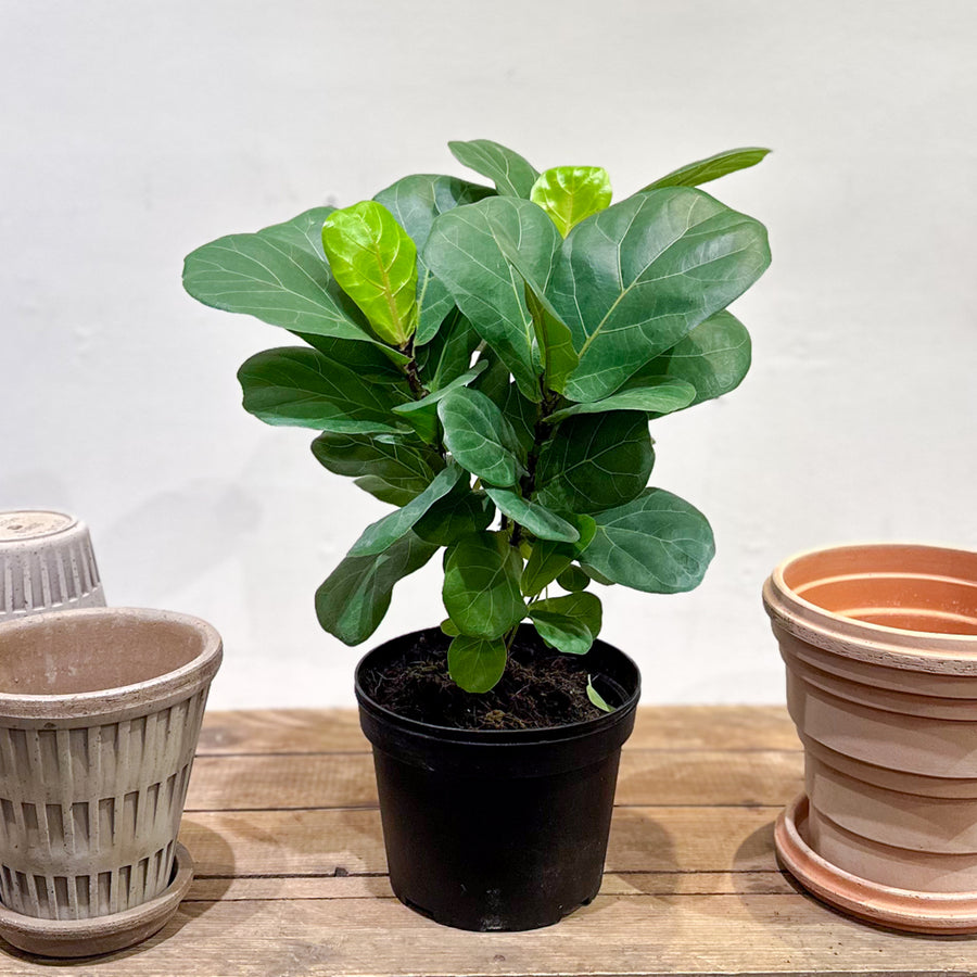 Fiddle Leaf Fig Bambino