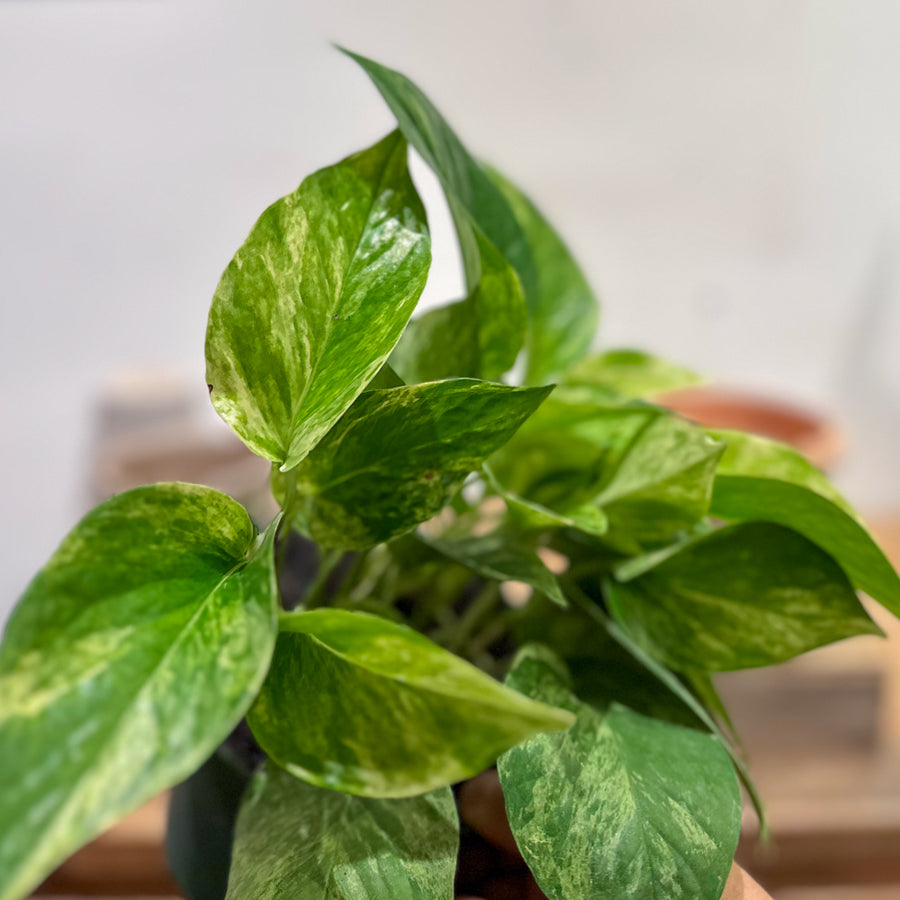Pothos Marble Queen