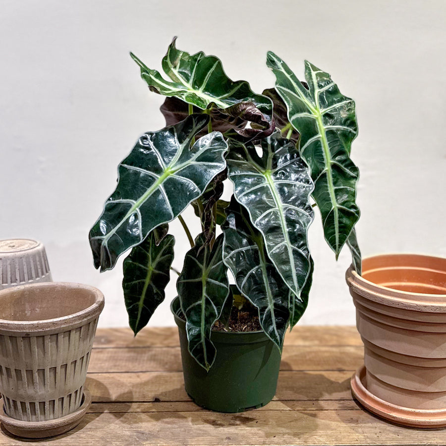 Alocasia Polly