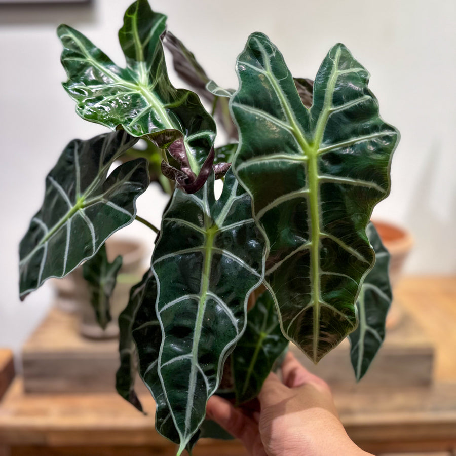 Alocasia Polly