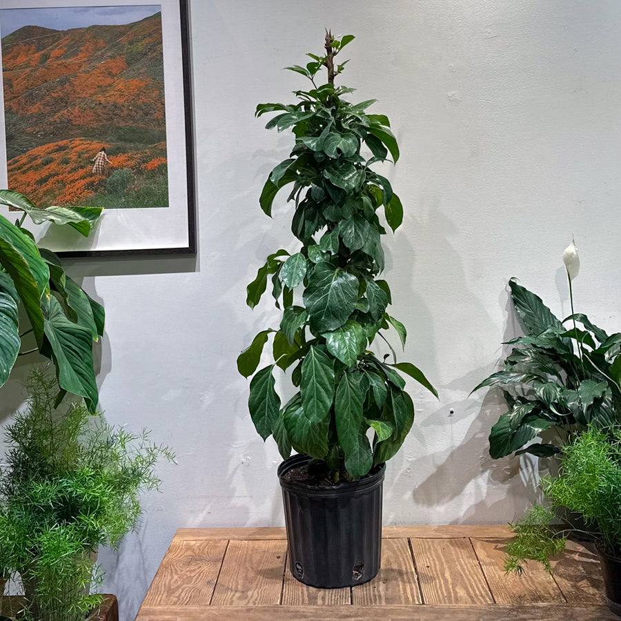 Schefflera Alpine