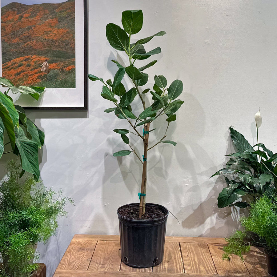 Ficus Audrey Tree