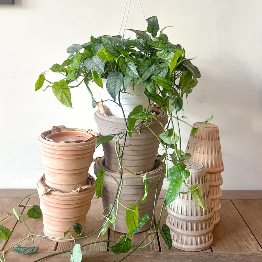monstera trailing plant Monstera Siltepecana – Plant Society Toronto