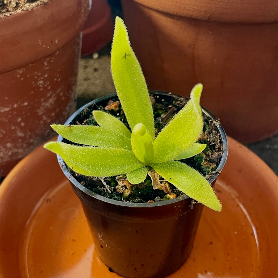 Pinguicula Gigantea X [P.Heterophylla x P.Medusina] (Mexican Butterwort ) - 2.5