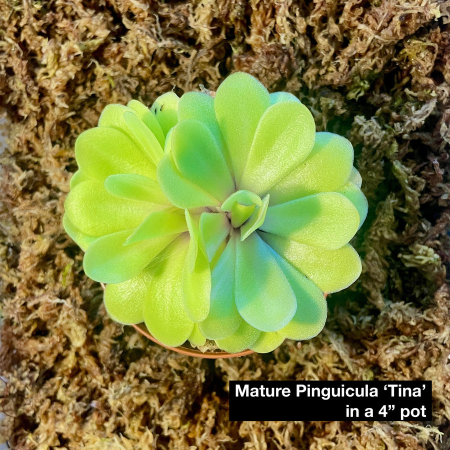 Pinguicula Tina [P.Agnata x P.Zecheri] (Mexican Butterwort ) - 2.5