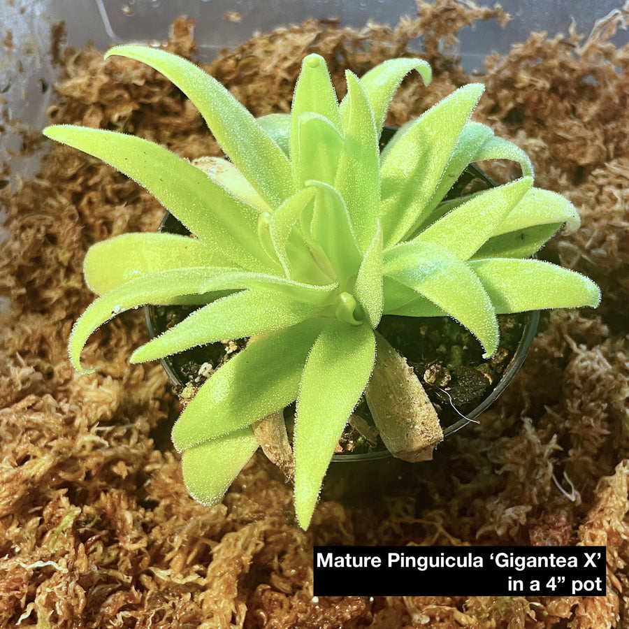 Pinguicula Gigantea X [P.Heterophylla x P.Medusina] (Mexican Butterwort ) - 2.5