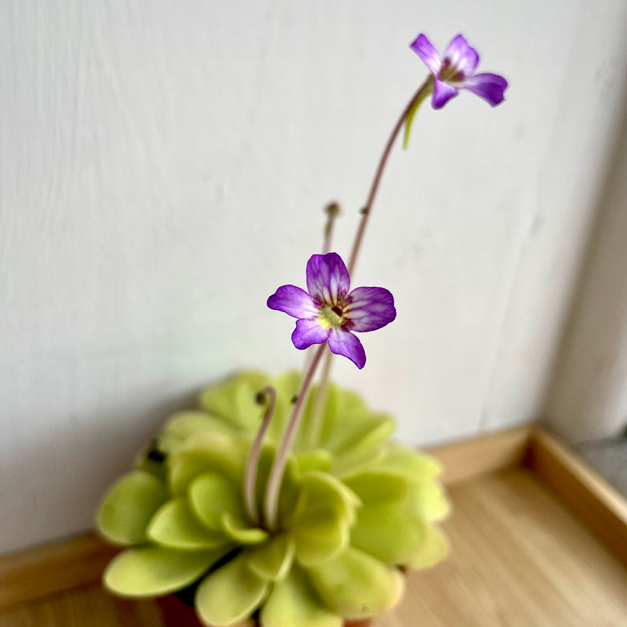 Pinguicula Tina [P.Agnata x P.Zecheri] (Mexican Butterwort ) - 2.5