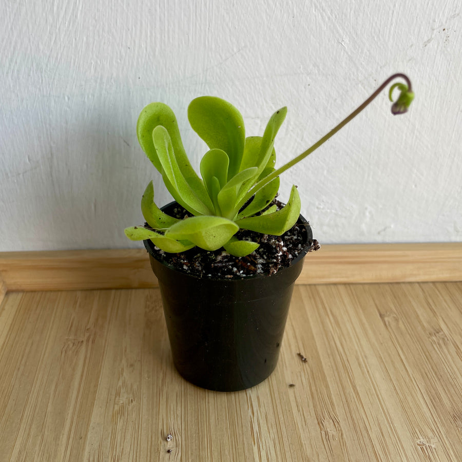 Pinguicula Tina [P.Agnata x P.Zecheri] (Mexican Butterwort ) - 2.5