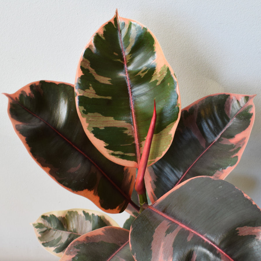 Ruby Red Rubber Plant