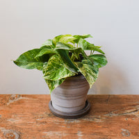 Pothos Marble Queen
