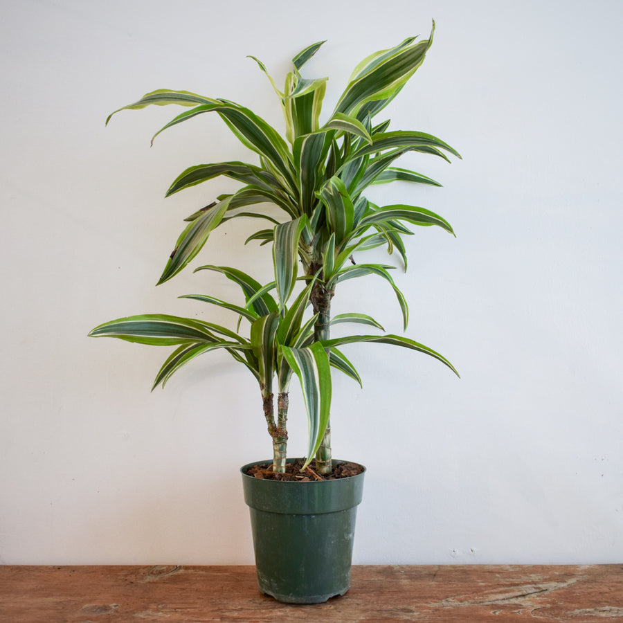 Dracaena Lemon Lime Cane