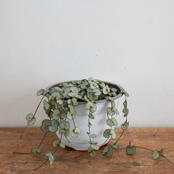 String Of Hearts Silver Glory