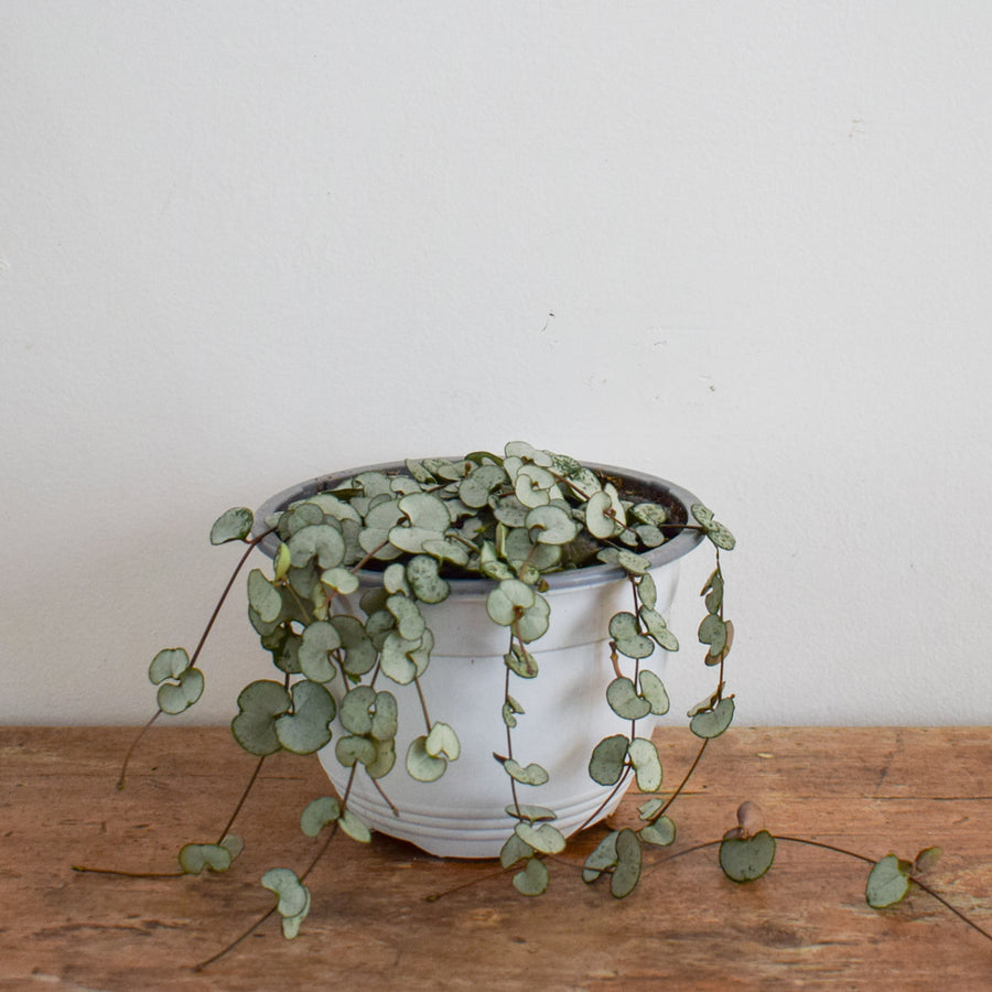 String Of Hearts Silver Glory