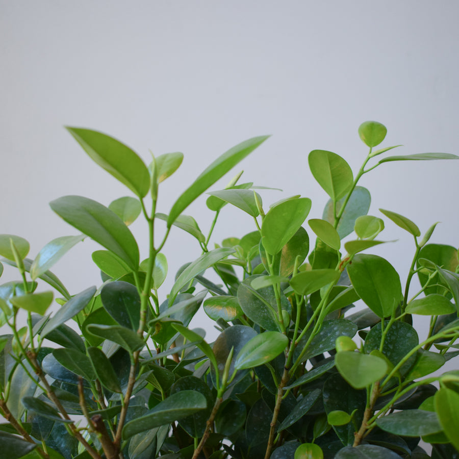 Ficus Moclame Tree
